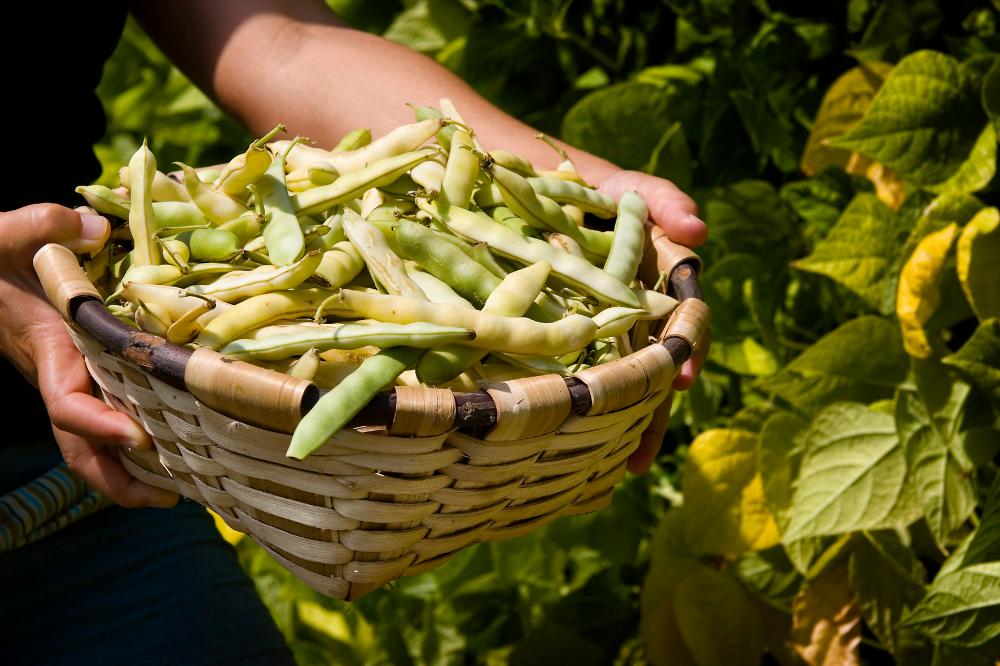 Manos de una persona llevando un cesto de mimbre con pochas en su vaina